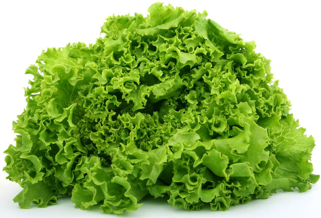 6.) Many years ago, men in England would avoid consuming any lettuce out of fear that it would cause sterility.