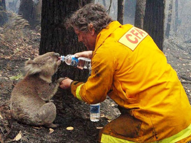 14.) This firefighter gave water to a parched koala following a large brushfire in Australia.