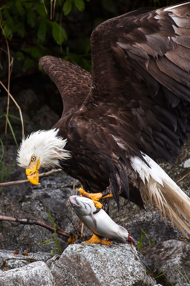 This eagle and its meal.