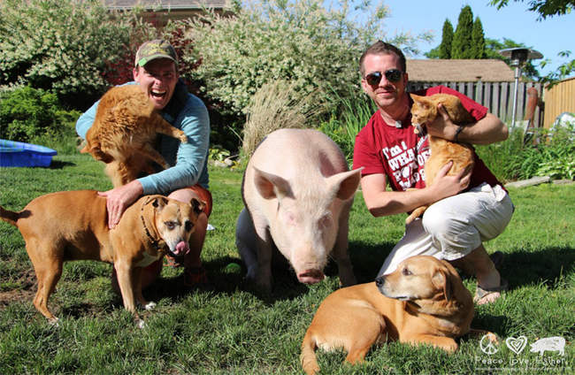 With the help of an <a href="https://www.indiegogo.com/projects/esther-the-wonder-pig-farm-sanctuary" target="_blank">Indiegogo</a> campaign, they received $440,000 in donations to move with Esther to a farm.