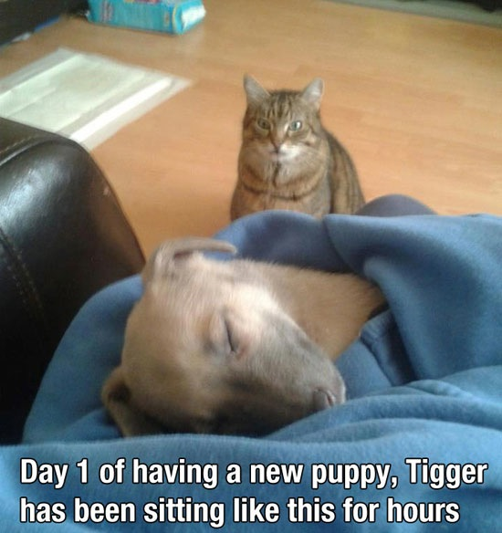 12.) Tigger is not happy.