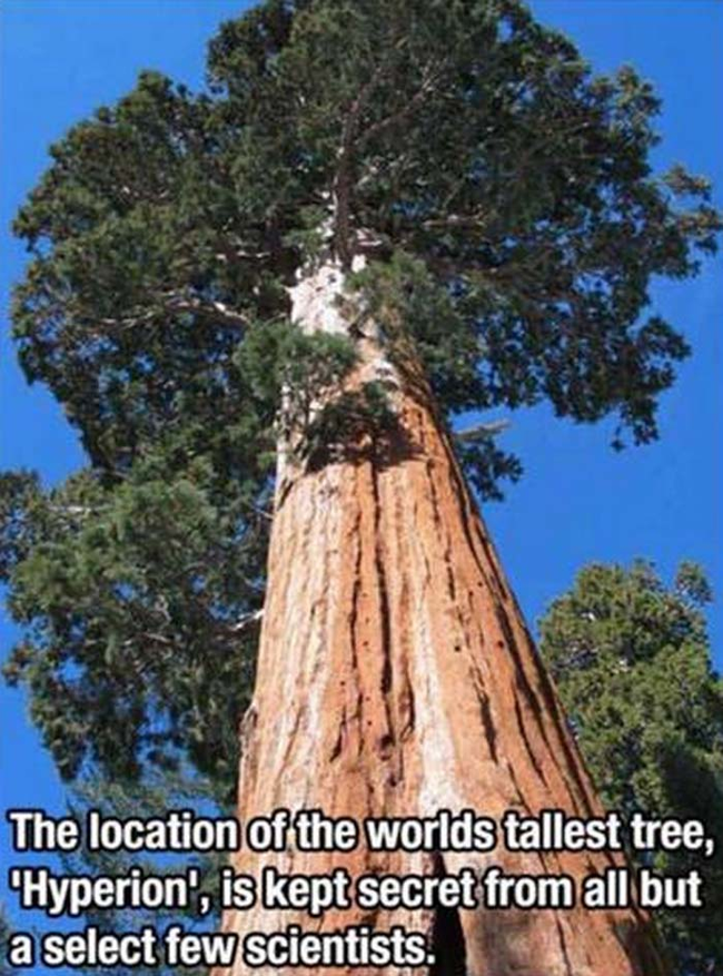 26.) That's a great name for a tree.