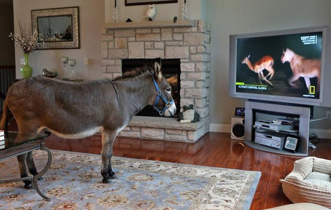 This is Joplin, a donkey who lives indoors. Here he is watching one of his favorite TV shows.