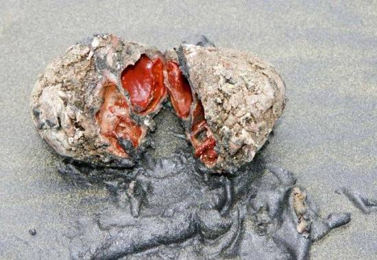 The Pyura chilensis might look like a rock, but it's actually a living being.