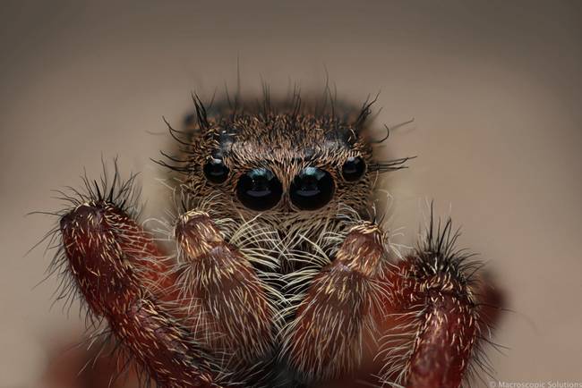 Another, cuter, jumping spider
