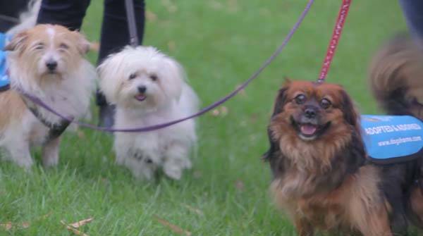 This incredible program that allows <a href="https://www.viralnova.com/human-walking-program/" target="_blank">office workers to walk adoptable dogs on their lunch break</a>.