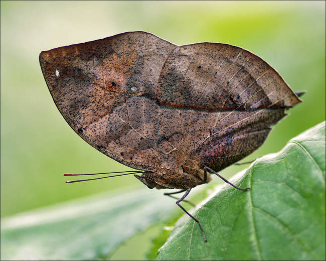 This butterfly looks like a dead leaf.