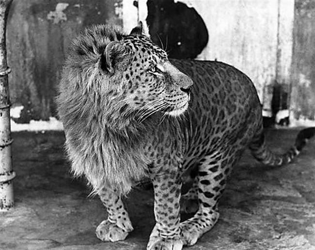 Leopon