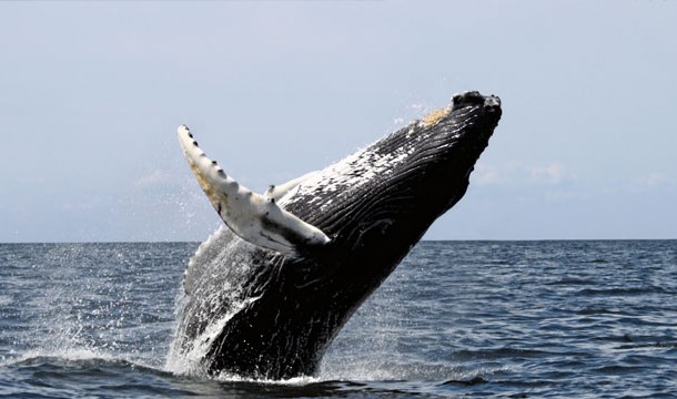 17. In California and Tennessee shooting animals from your car is illegal, unless that animal is a whale.