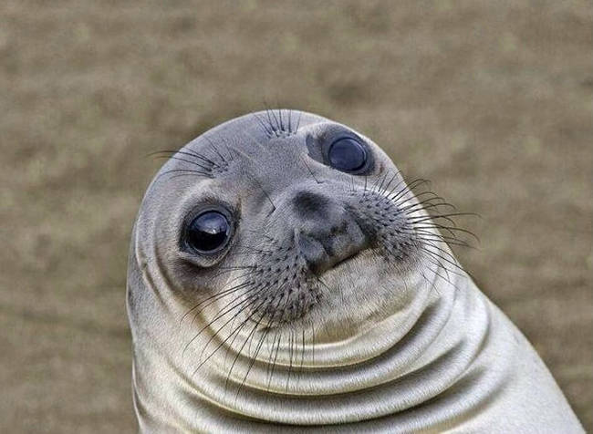 Did you just tell this seal he has an awkward face?