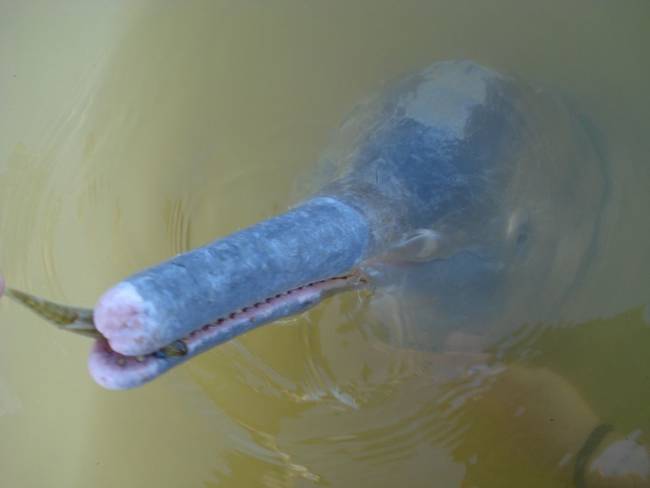 Araguaian Boto River Dolphin - <em>Inia Araguaiaensis</em>