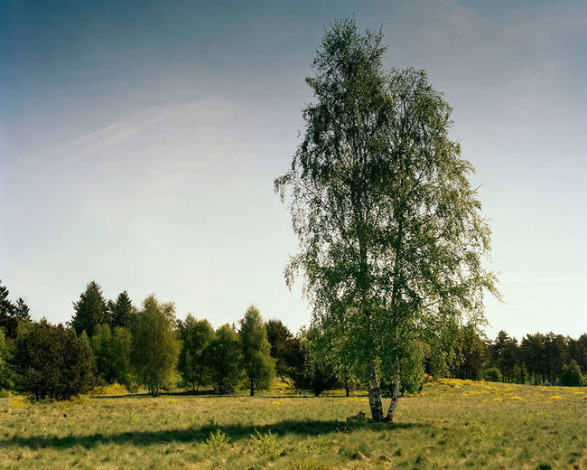 The sniper is under the left side of the birch tree.