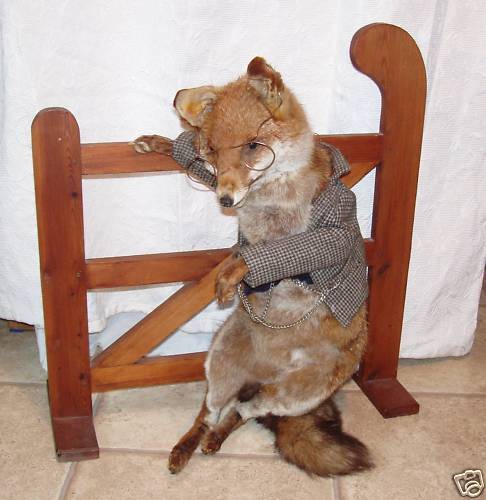 A fox taking a little break to check his pocket watch.