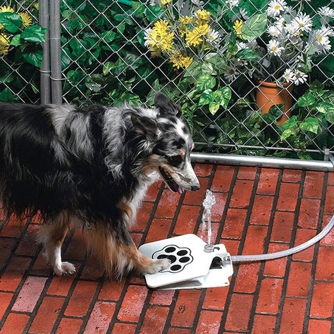 <a href="https://www.awesomeinventions.com/shop/doggie-water-fountain/" target="_blank">Doggie Water Fountain</a>