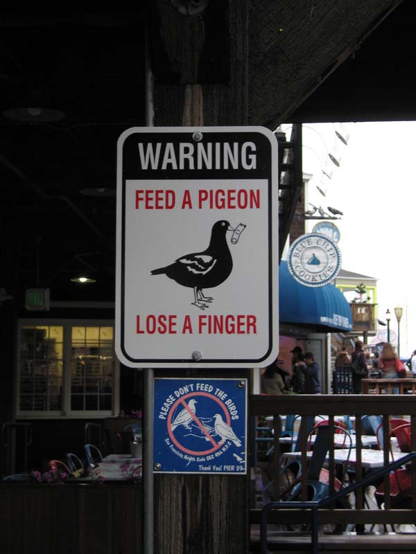 16.) Those pigeons are harsh, man.