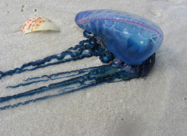 3. Portuguese Man o’ War (Physalia physalis)