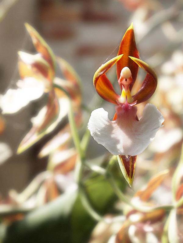 15.) Ballerina Orchid