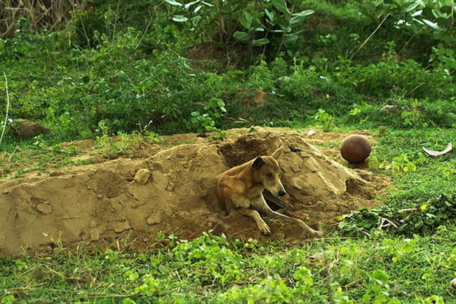 Shortly after Shri's passing, Dawn Williams, an animal rescue officer with the Blue Cross of India, walked past his fresh grave and spotted Tommy resting there. She didn't think much of it at the time.