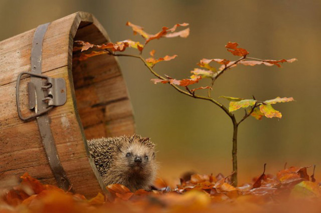 A happy little hedgehog.