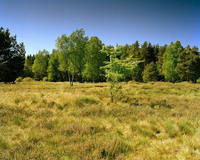 The sniper is on a small hill close to the edge of the forest on the right side of the image.