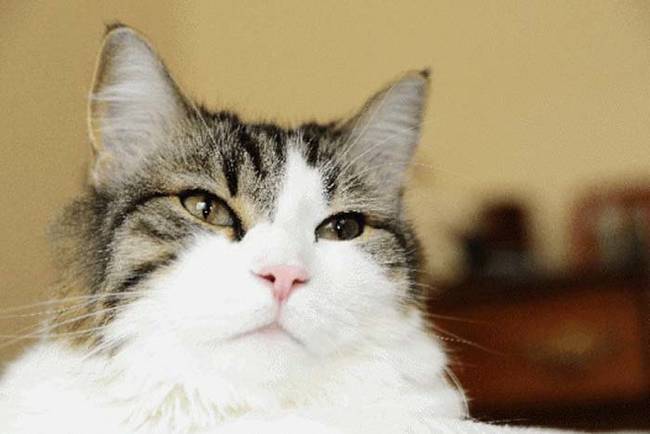 Since Oscar was adopted by nursing home as a kitten, he has accurately predicted the deaths of more than 50 residents.