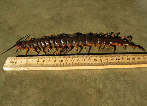 Giant Centipede