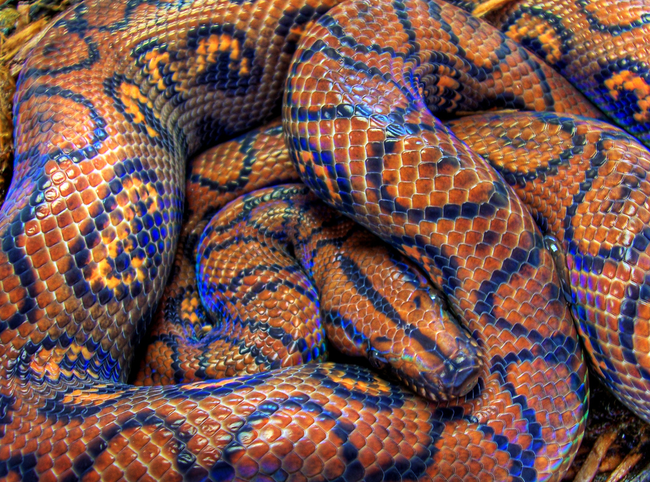 19.) Rainbow Boa