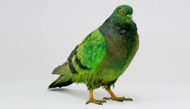 This pigeon doesn't look very happy being green