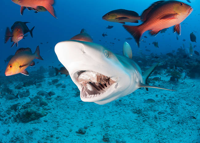 Shark liver oil is used in moisturizers.