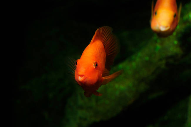 Blood Parrot Cichlid