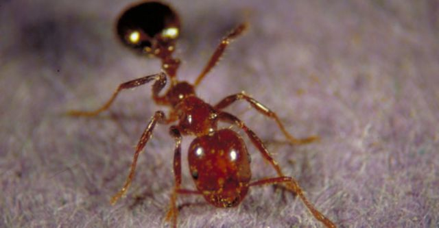 Fire ant : 1.2 pain level. 
“Sharp, sudden, mildly alarming. Like walking across a shag carpet & reaching for the light switch.”