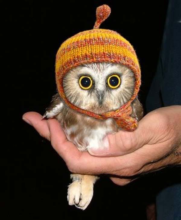 24.) All owls should wear hats. That's a scientific fact.