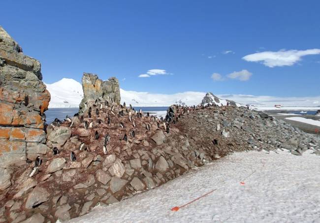 Half Moon Island, Antarctica