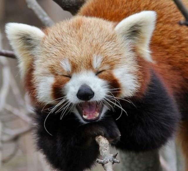 This red panda.