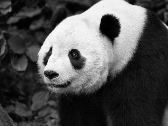 The lifespan of a Panda in the wild is around 20 years.