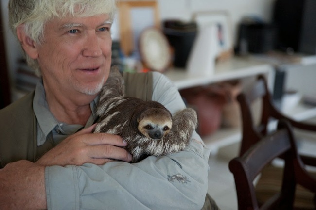 She normally houses about 2 sloths for a couple days, then releases them back into the wild.