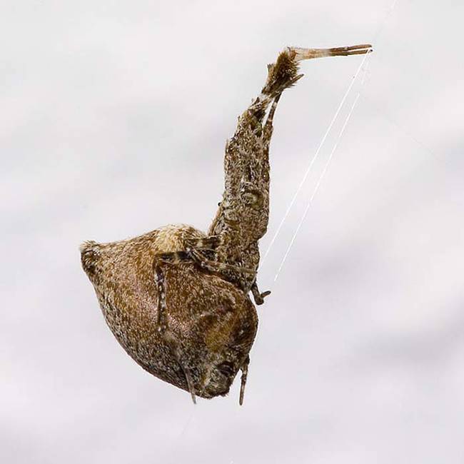 But now you see the hackled orb weaver finds itself in a dilemma. It has this insect, likely a moth, all bound up with broken legs and wings, but it's still alive. Well at that point the orb weaver just keep weaving silk, but now concentrating on the victim's head. It keeps doing this, tighter and tighter, until eventually the insect's eyes are forced backwards into it's own head.