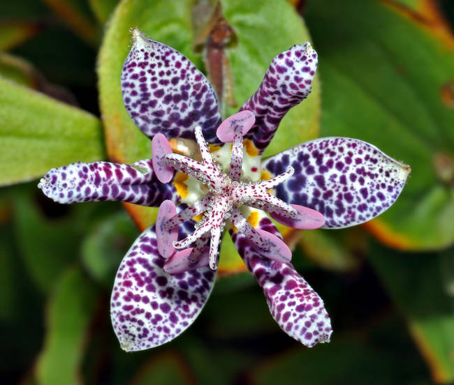 Tricyrtis hirta, or Toad lily