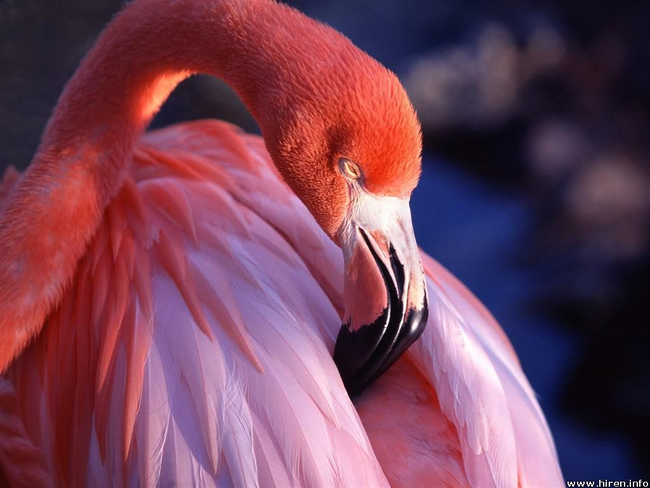 10.) There are more fake flamingoes on Earth than real ones.