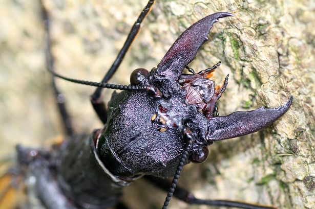 Dobsonflies spend most of their life in the larvae stage, so don't worry, most of the time they aren't giant, face stealing monsters. Phew.