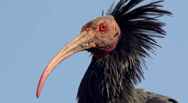 A group of Austrian scientists brought these <a href="https://www.viralnova.com/extinct-birds/" target="_blank">formerly extinct Northern Bald Ibises</a> back to life. They had been driven to extinction in Europe 400 years ago.