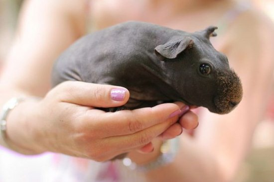 6.) I don't even know what animal this is, but I wanna snuggle it.