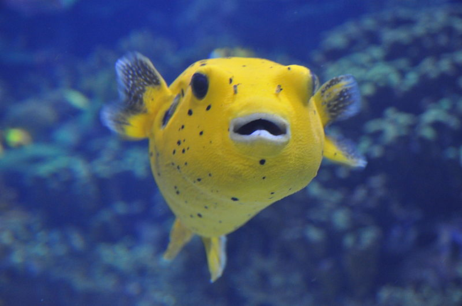 6.) Pufferfish