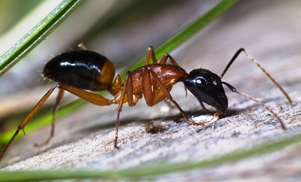 13.) If a human could run as fast as the equivalent ant, they would sprint at 34 MPH.