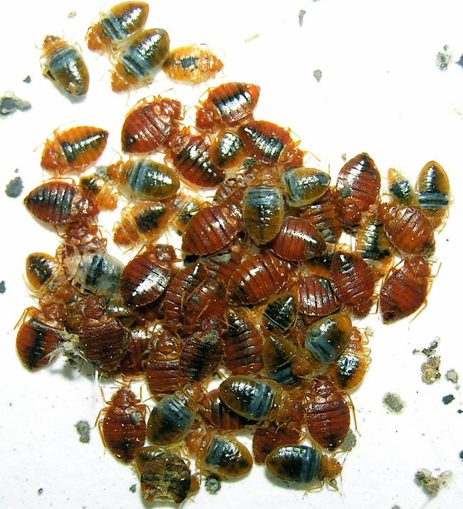 If you have bed bugs, make sure you wash all of your clothes in a hot wash.