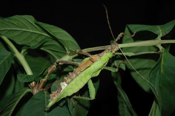 10.) This jungle nymph will haunt my dreams tonight.