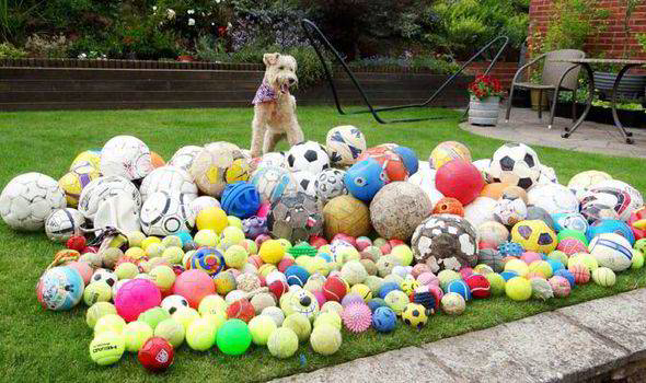 13.) You, my furry friend, have the biggest COLLECTION of toys I've ever seen.