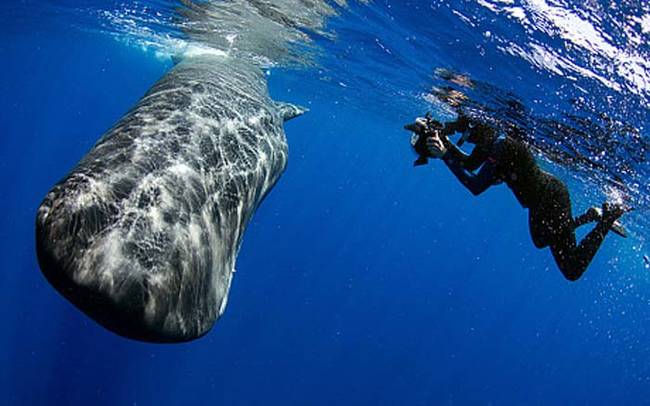 Here is the whale in question (pre bowel movement). The divers were working on a government project to photograph whales off the cost of the island of Dominica. When they spotted the sperm whale, they approached it and began photographing.