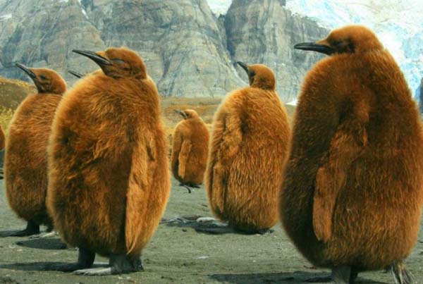 19.) Oh look, grizzly bear-penguin hybrids!