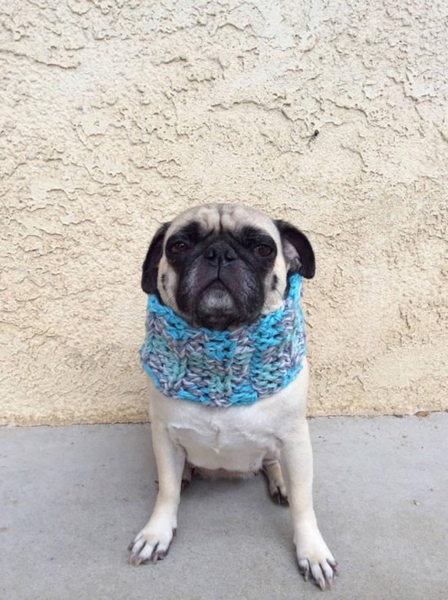 A made to fit <a href="https://www.etsy.com/listing/198885468/chunky-neck-warmer-dog-winter-wear-cowls" target="_blank">snuggly scarf</a>.